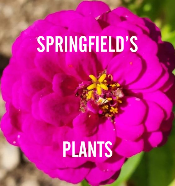 Springfield’s Plants